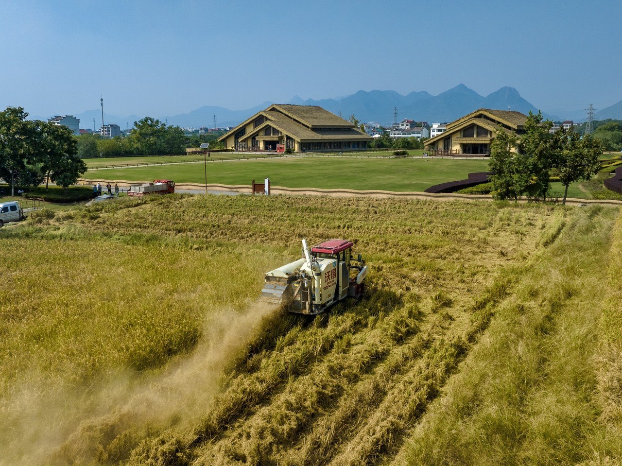 水稻在這里種了上萬年！上山遺址各種水稻喜迎豐收